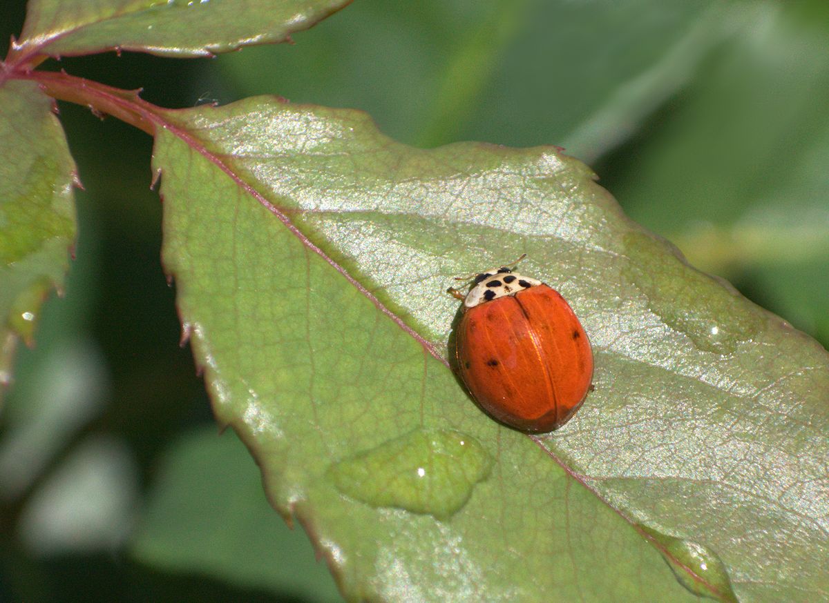 Harmonia axyridis